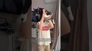 СОДЕРЖАНИЕ БОЛЬНОГО КОТА #смешныеживотные #добро #кот #котик