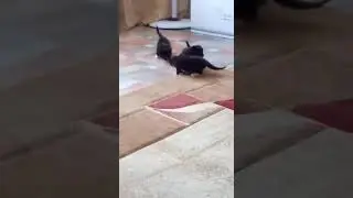 Три черныша!