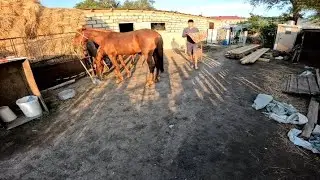 ЖЕМГЕ ҮЙРЕТІЛГЕН ҚҰНАН/ АҚТАНАУ ЕКІ КҮННЕН БЕРІ ҮЙГЕ КЕЛМЕЙ ЖҮР.