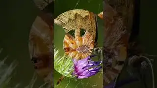 macro insects 