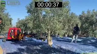 45 SANİYEDE 1 ZEYTİN AĞACI HASADI