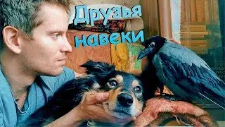 Ворона и собака - мои лучшие друзья!