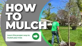How to Mulch Your Tree