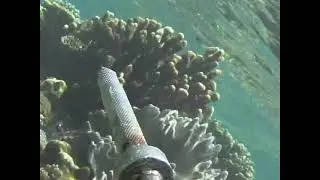 沖縄県本部町水納島１