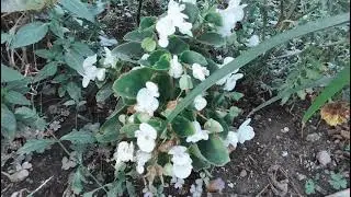 çiçeklerimiz. flowers