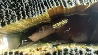 Gusanos madera