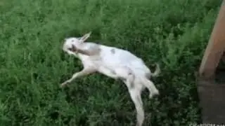 Goat.exe Has Stopped Working