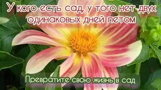 Садовые дела на даче