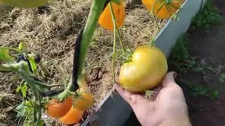 обзор томатной теплицы на 1 августа, последняя подкормка