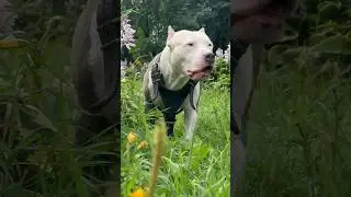 Амстафф Бой 