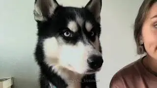 Когда едешь за рулем. Хаски актер) Маша Космос