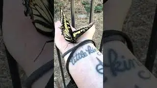 Beautiful Tiger Swallowtail Butterfly Finds Me On Anniversary Of Cat's Death | Grief & Pets #shorts