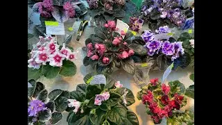 ШИКАРНАЯ ВЫСТАВКА ФИАЛОК И НЕ ТОЛЬКО / СПБ 19.04.2023