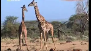 GIRAFFE KILLS LION