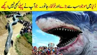 Herat Angez animals | Urdu/Hindi 2021 | Anmol Such