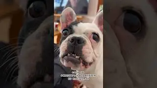 Захватите колбасков, пожалуйста🐾🥩