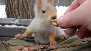 Про белку в шапке, Белку с Носиком и ворону / About a squirrel in a hat and a squirrel with a nose