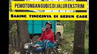 JALUR ekstrim di kawah ijen pemotongan gubis,,keseruan bersama pemotong ‼️KEBUN CABE MENGERIKAN 😱