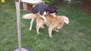 Alaskan Malamute (F) shows some lovin' to the Golden Retriever (M)