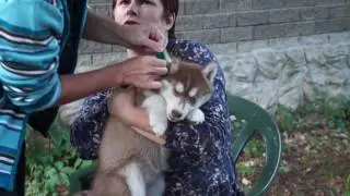 щенку ставят клеймо  на ушке.
