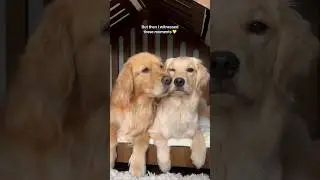 Worried my dogs wouldn’t get along 🥺 #dogshorts #dogs #goldenretriever #puppies #puppy #doglife
