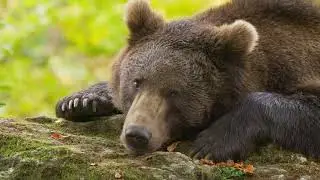 Brown Bears Use 'Human Shield' to Defend Their Precious Cubs