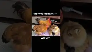 Мы не знаем что это такое, если бы мы знали, что это такое, мы не знаем что это такое