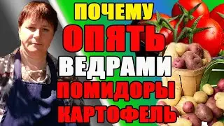 Почему у меня ОПЯТЬ ведрами помидоры и картофель.