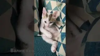 Валик кенгуренок, смешной котенок
