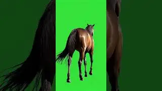 Horse Walking Green Screen Effect 