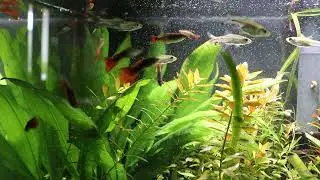 Out-of-Control Plant Growth and Guppy Grow-Out Tank - All My Tanks Update