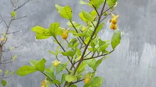 BUAH & BIJI POHON SERUT,Streblus asperBy.Bang ben,S,F,I