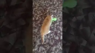 Рыжий и динозавр. Схватка.
