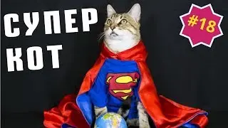 Приколы про животных. Смешное видео про котов, собак и не только. Такого Вы еще не видели! Выпуск 18