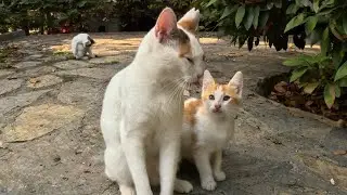 Kitten asking mommy affection