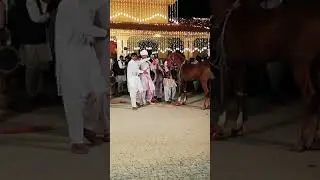 Horse dancing in mehndi function | 2019