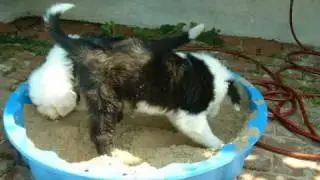 Racy Rascals - Evolution von Bobtail Welpen - Woche 8
