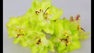 🌹🌹🌹У ФИАЛКИ ЗАГУЩЕННАЯ СЕРЕДИНКА ! 11 ПРИЧИН ПОЧЕМУ!
