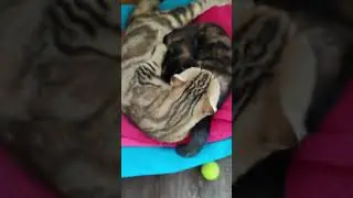 Нюшка -смешнюшка