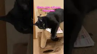 Жизнь кота геймера 😸