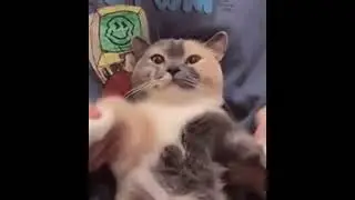 cat.mp4