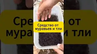 Топ средство от муравьев и тли! 