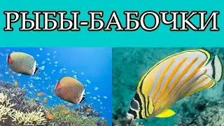 РЫБЫ-БАБОЧКИ
