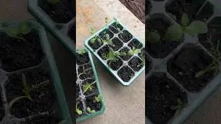 #seedlingtrays #seedlings #flowergarden #flowers #cutflowers #gardening #cutflowergarden #diy