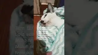 Jam 12.06 Lala semakin kritis #cat #virus #viruspanleu