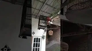 koleksi kutut mahal