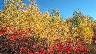 The Temperate Forest