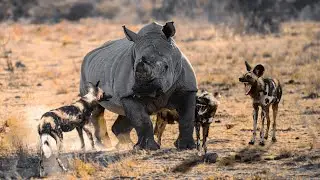 Wild Dog Attack Rhino