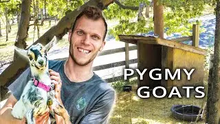 We got our Goats!
