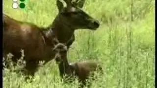 Animals A to Z - Baby animals